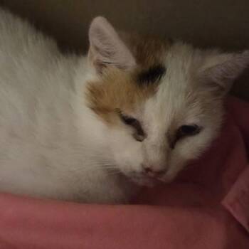 Domestic Short Hair Cats Available for Adoption in Voorhees Township, New Jersey - Gardevoir | PetCurious