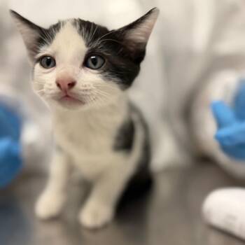 Bolin -  Domestic Short Hair Cat for Adoption in Sarasota, Florida - Bolin | PetCurious