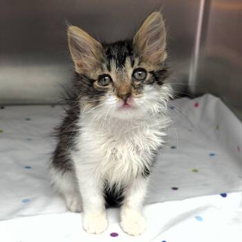 Reba -  Domestic Long Hair Cat for Adoption in Michigan City, Indiana - Reba | PetCurious