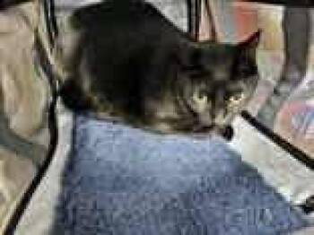 Rescue Domestic Short Hair Cats for Adoption in Appleton, Wisconsin - Gigi (Pino Grigio) | PetCurious