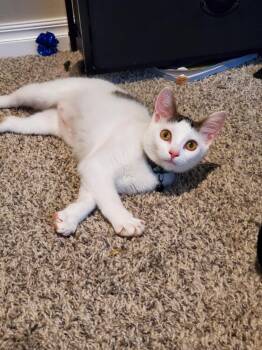 Rescue Domestic Medium Hair Cats for Adoption in Mustang, Oklahoma - Damocles | PetCurious