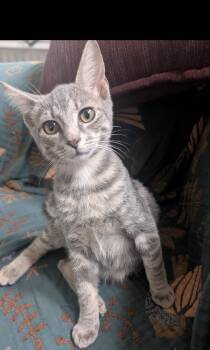 Raya -  Domestic Short Hair Cat for Adoption in Havertown, Pennsylvania - Raya | PetCurious