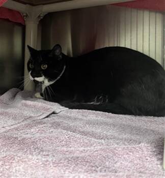 LULLABY -  Domestic Short Hair Cat for Adoption in Derwood, Maryland - LULLABY | PetCurious