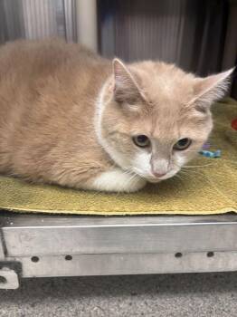 Piggy Bank -  Domestic Short Hair Cat for Adoption in Bowling Green, Ohio - Piggy Bank | PetCurious