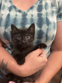 Rescue Domestic Short Hair Cats for Adoption in Camden, South Carolina - Tom Bowler (Available For Pre-adoption) | PetCurious
