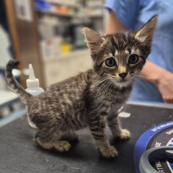 Tonkatsu -  Domestic Medium Hair Cat for Adoption in Wahiawa, Hawaii - Tonkatsu | PetCurious