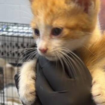 Jack -  Domestic Short Hair Cat for Adoption in Gadsden, Alabama - Jack | PetCurious