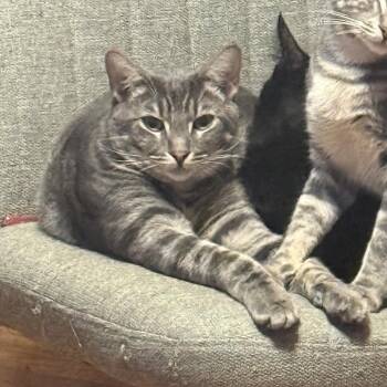Kleo (Buttercup) -  Domestic Short Hair Cat for Adoption in Long Beach, California - Kleo (Buttercup) | PetCurious
