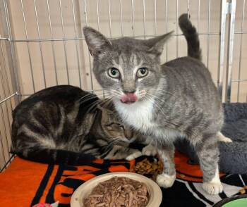 Domestic Short Hair Cats Available for Adoption - Tanner And Tommy | PetCurious