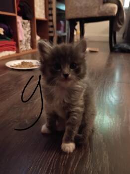 Domestic Medium Hair Cats Available for Adoption in San Antonio, Texas - Brisket | PetCurious