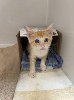 MarMar -  Domestic Short Hair Cat for Adoption in Honolulu, Hawaii - MarMar | PetCurious