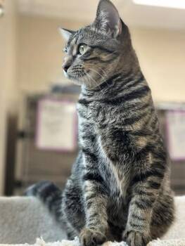 Rescue American Shorthair Cats for Adoption in Boonville, Missouri - LUNA (MOON) | PetCurious