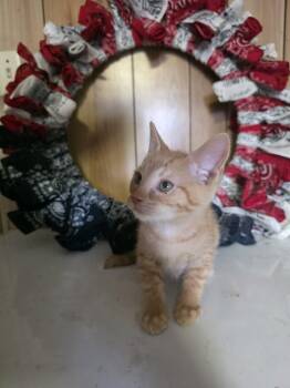 Caramel -  Domestic Short Hair Cat for Adoption in Cosby, Tennessee - Caramel | PetCurious