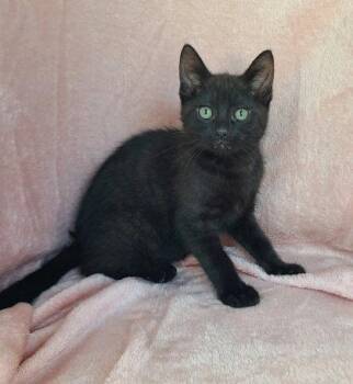 7067 (Eny) -  Domestic Short Hair Cat for Adoption in Lake City, Michigan - 7067 (Eny) | PetCurious