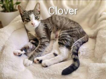 Clover -  Tabby Cat for Adoption in Wyandotte, Michigan - Clover | PetCurious