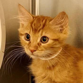 Flavio -  Domestic Short Hair Cat for Adoption in Walnut Creek, California - Flavio | PetCurious