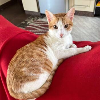 Candy Y -  Domestic Short Hair Cat for Adoption in Brampton, Ontario - Candy Y | PetCurious