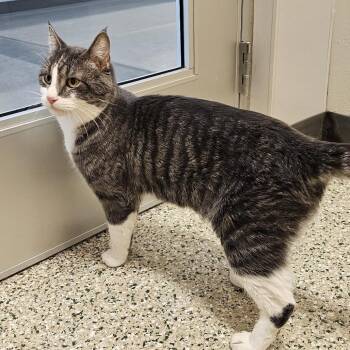 Cracker -  Domestic Short Hair Cat for Adoption in Cedar Rapids, Iowa - Cracker | PetCurious