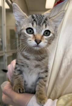Piggy -  Domestic Short Hair Cat for Adoption in Bellevue, Washington - Piggy | PetCurious