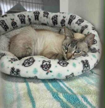 Rescue Domestic Short Hair Cats for Adoption in Atlanta, Georgia - Baba Yaga | PetCurious