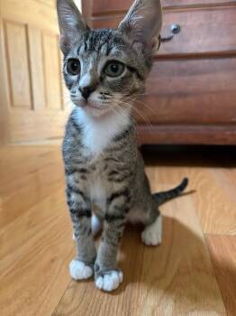 Billy -  Domestic Short Hair Cat for Adoption in Fort Collins, Colorado - Billy | PetCurious