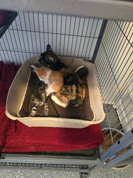 Haze -  Manx Cat for Adoption in Miami, Oklahoma - Haze | PetCurious