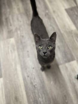 Buford -  Domestic Short Hair Cat for Adoption in Trenton, New Jersey - Buford | PetCurious