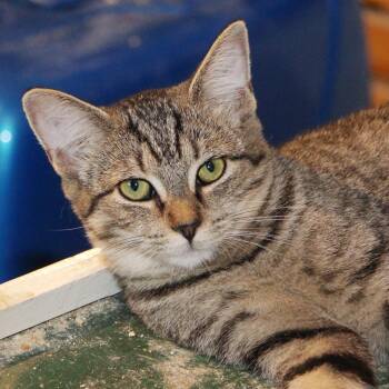 Rescue Tabby and Domestic Short Hair Cats for Adoption in Harrisburg, Pennsylvania - Simone | PetCurious