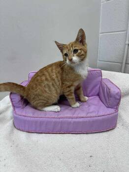 Rescue Domestic Short Hair Cats for Adoption in Nashville, Tennessee - Nimbus | PetCurious