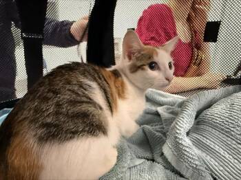 A1269019 -  Domestic Short Hair Cat for Adoption in Charlotte, North Carolina - A1269019 | PetCurious