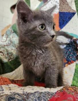 Domestic Short Hair Cats Available for Adoption in Wilkesboro, North Carolina - Donatello | PetCurious