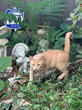 Neyland.....Barn Cat....sponsored -  Domestic Short Hair Cat for Adoption in Byrdstown, Tennessee - Neyland.....Barn Cat....sponsored | PetCurious