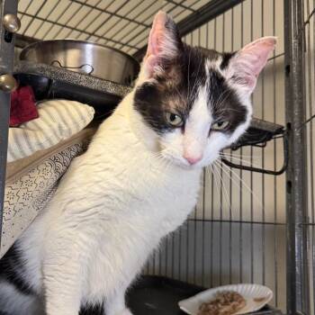 Domestic Short Hair Cats Available for Adoption in Saginaw, Michigan - Oscar | PetCurious