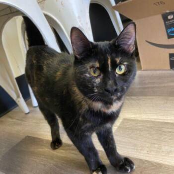 Miso -  Domestic Short Hair Cat for Adoption in Grand Junction, Colorado - Miso | PetCurious