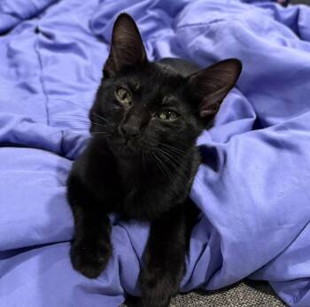 Maddie likes dogs -  Domestic Short Hair Cat for Adoption in Cat Spring, Texas - Maddie Likes Dogs | PetCurious
