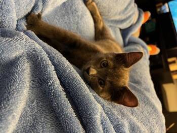 Rescue Domestic Short Hair Cats for Adoption - Chance | PetCurious