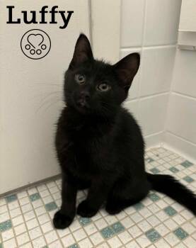 Rescue Domestic Short Hair Cats for Adoption in Montreal, Quebec - Luffy | PetCurious