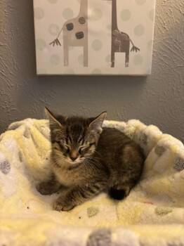Cowboy -  Tabby and Domestic Short Hair Cat for Adoption in Dallas, Texas - Cowboy | PetCurious