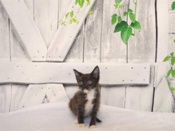 MARY -  Domestic Short Hair Cat for Adoption in Oroville, California - MARY | PetCurious