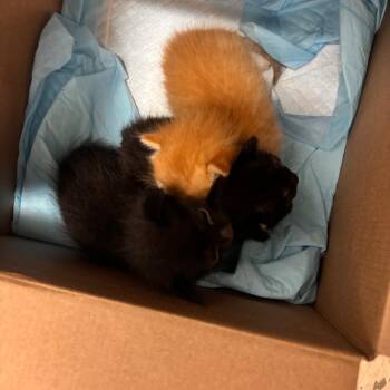 Wednesday W2 -  Domestic Short Hair Cat for Adoption in Edinburg, Texas - Wednesday W2 | PetCurious