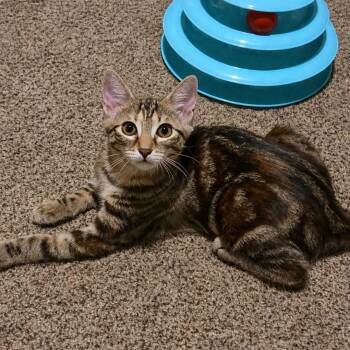 Red -  Torbie and Domestic Short Hair Cat for Adoption in Mastic, New York - Red | PetCurious