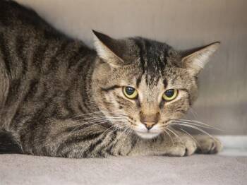 TOM -  Domestic Short Hair Cat for Adoption in Phoenix, Arizona - TOM | PetCurious