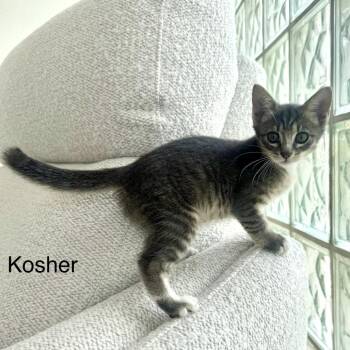 Kosher -  Domestic Short Hair Cat for Adoption in NEW PT RICHEY, Florida - Kosher | PetCurious