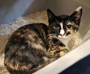 Purrlene -  Calico Cat for Adoption in Buford, Georgia - Purrlene | PetCurious