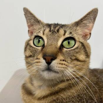 Criss Angel -  Domestic Short Hair Cat for Adoption in Waynesville, North Carolina - Criss Angel | PetCurious