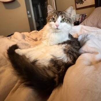 Domestic Medium Hair Cats Available for Adoption - Michelle  | PetCurious