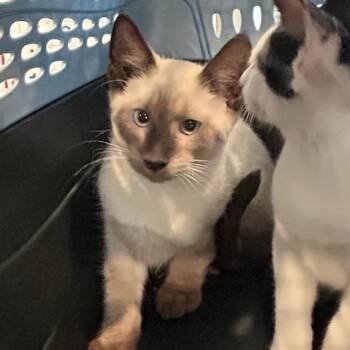 ACON-Stray-14673_2 -  Siamese Cat for Adoption in Breese, Illinois - ACON-Stray-14673_2 | PetCurious