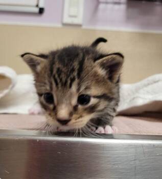 Clyde -  Domestic Short Hair Cat for Adoption in Vancouver, Washington - Clyde | PetCurious