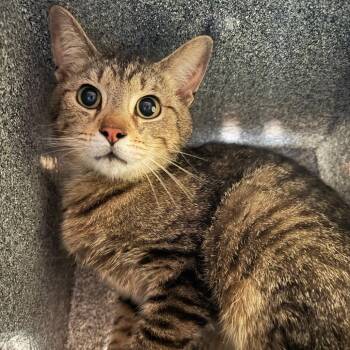 Domestic Short Hair Cats Available for Adoption in Birmingham, Alabama - Matsuko | PetCurious