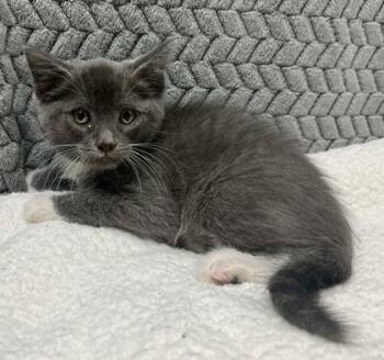 Rescue Domestic Short Hair Cats for Adoption in Lampasas, Texas - Mushroom | PetCurious